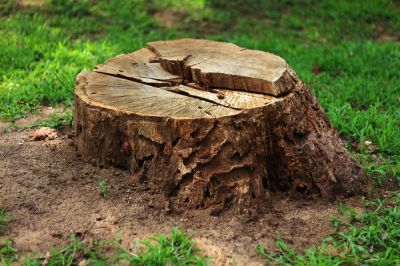 Remove a Tree Stump